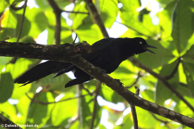 männliche Dohlengrackel (Quiscalus mexicanus peruvianus)