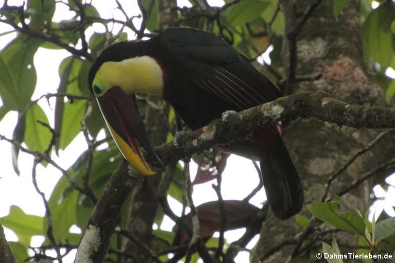 Ramphastos ambiguus