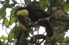 Goldkehltukan (Ramphastos ambiguus) im Nationalpark Tortuguero, Costa Rica