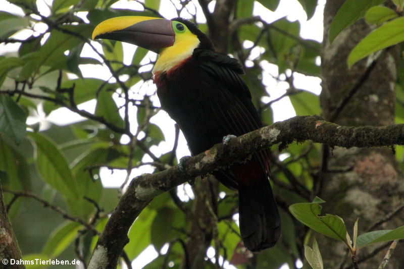 Goldkehltukan (Ramphastos ambiguus)