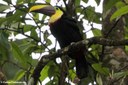 Ramphastos ambiguus