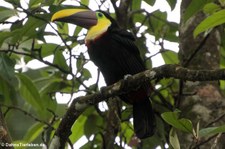 Goldkehltukan (Ramphastos ambiguus) im Nationalpark Tortuguero, Costa Rica