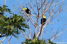 Fischertukane (Ramphastos sulfuratus brevicarinatus) im Nationalpark Tortuguero, Costa Rica