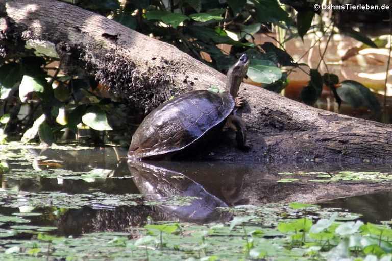 Rhinoclemmys funerea