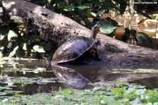 Bauchstreifen-Erdschildkröte (Rhinoclemmys funerea) im Nationalpark Tortuguero, Costa Rica