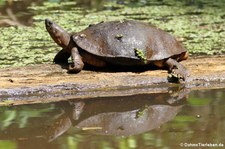 Bauchstreifen-Erdschildkröte (Rhinoclemmys funerea) im Nationalpark Tortuguero, Costa Rica