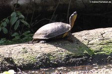 Bauchstreifen-Erdschildkröte (Rhinoclemmys funerea) im Nationalpark Tortuguero, Costa Rica