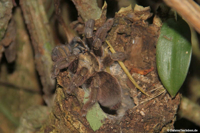 Psalmopoeus reduncus Psalmopoeus reduncus-1