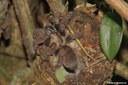 Psalmopoeus reduncus