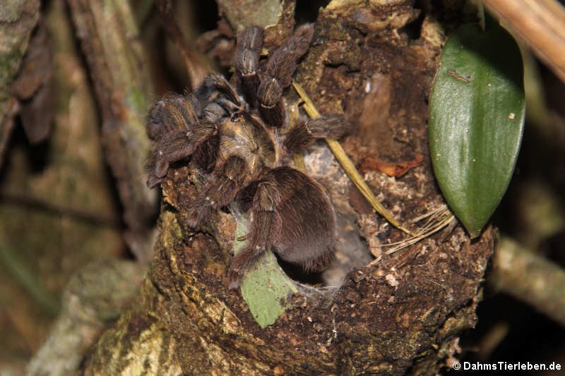 Psalmopoeus reduncus-1