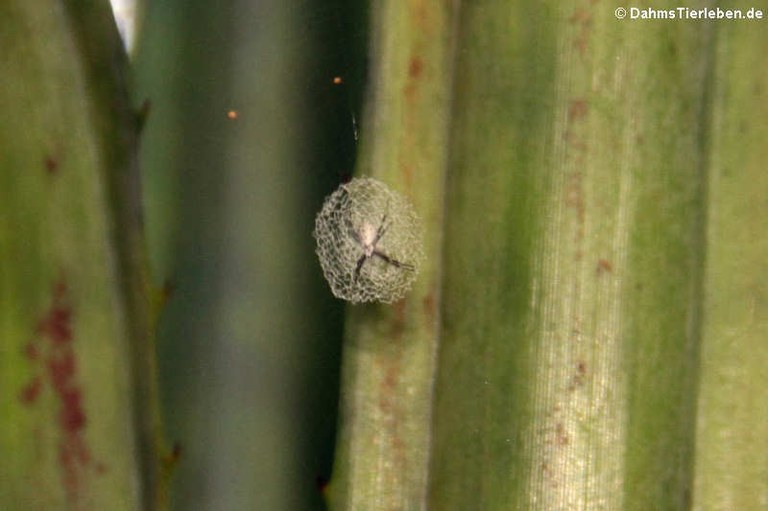 Argiope savignyi