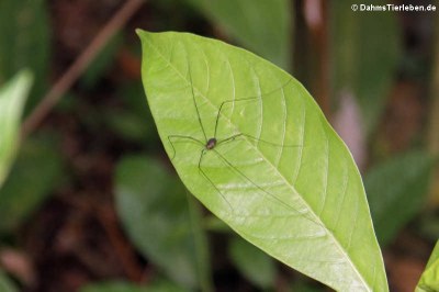 Spinne aus der Odnung der Weberknechte