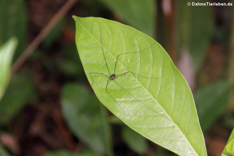 Spinne aus der Odnung der Weberknechte