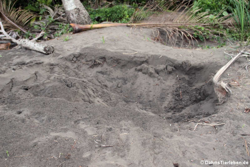 Nest der grünen Meeresschildkröte (Chelonia mydas) nach dem Schlüpfen der Jungtiere