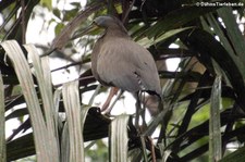 Nacktkehlreiher (Tigrisoma mexicanum) im Nationalpark Tortuguero, Costa Rica