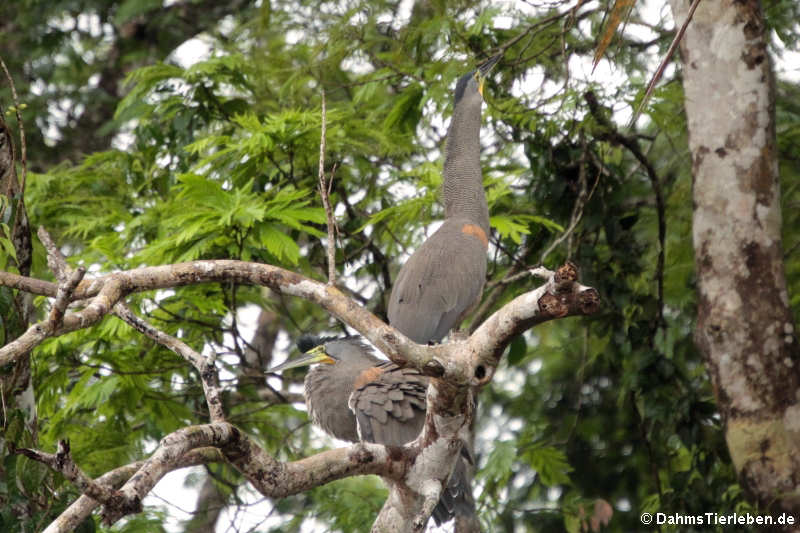 Nacktkehlreiher (Tigrisoma mexicanum)