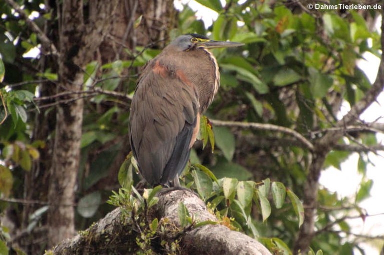 Tigrisoma mexicanum