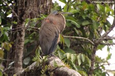 Nacktkehlreiher (Tigrisoma mexicanum) im Nationalpark Tortuguero, Costa Rica