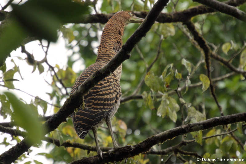 Junger Nacktkehlreiher (Tigrisoma mexicanum)