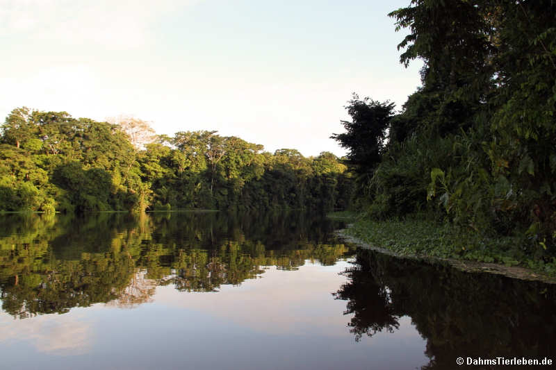 Tortuguero