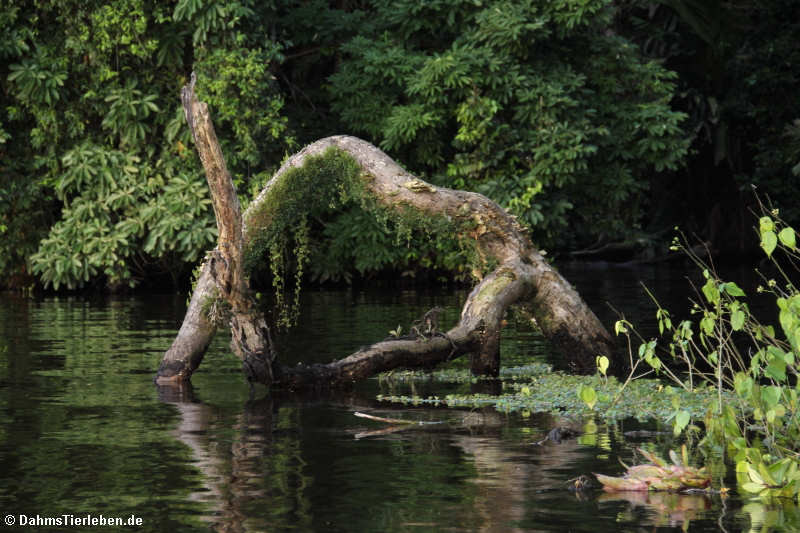 Tortuguero