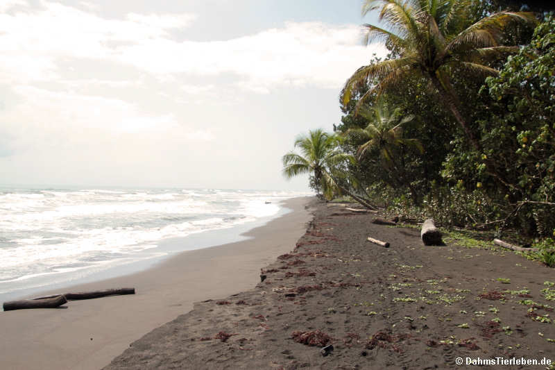 Tortuguero