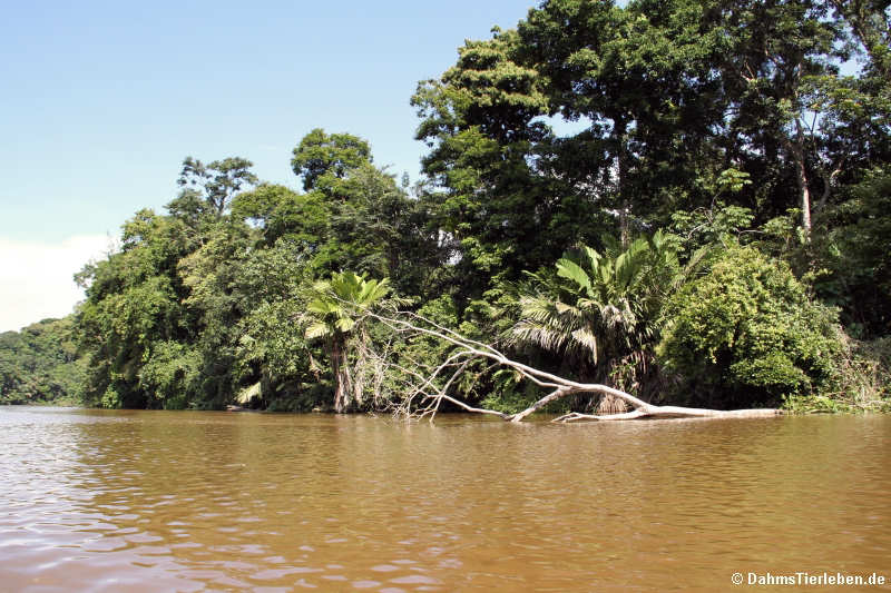 Tortuguero