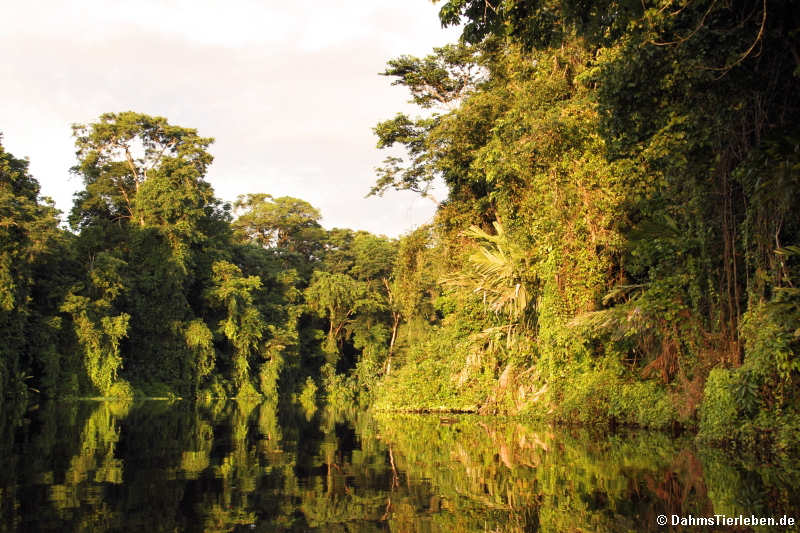 Tortuguero