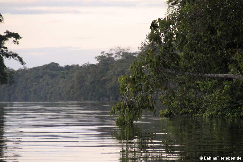 Tortuguero im Regen