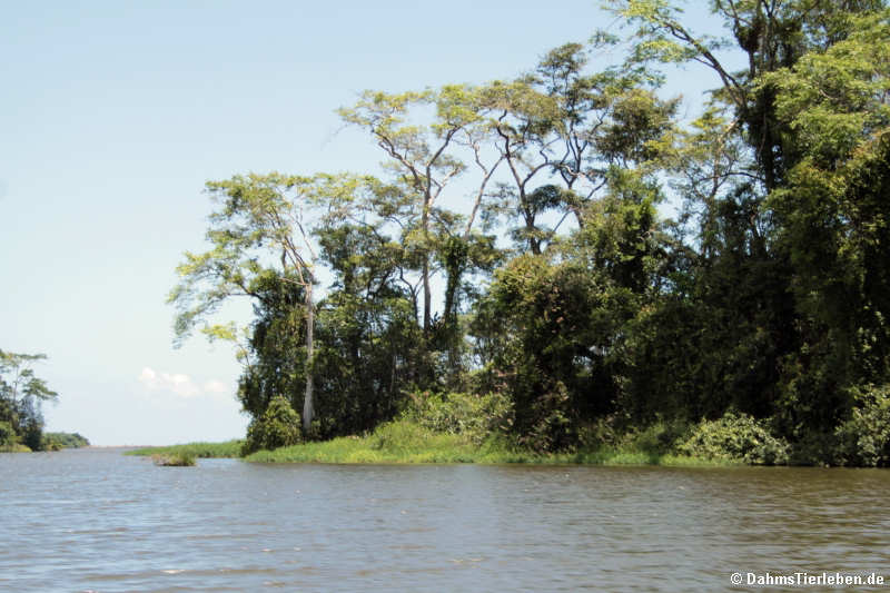 Tortuguero im Sonnenschein