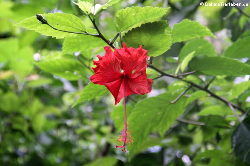 Hibiscus rosa-sinensis-1