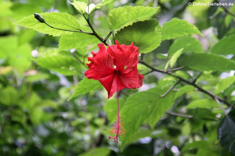 Hibiscus rosa-sinensis