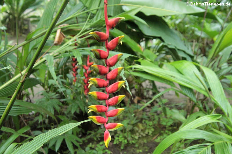Heliconia rostrata-1