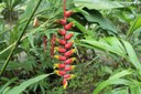 Heliconia rostrata