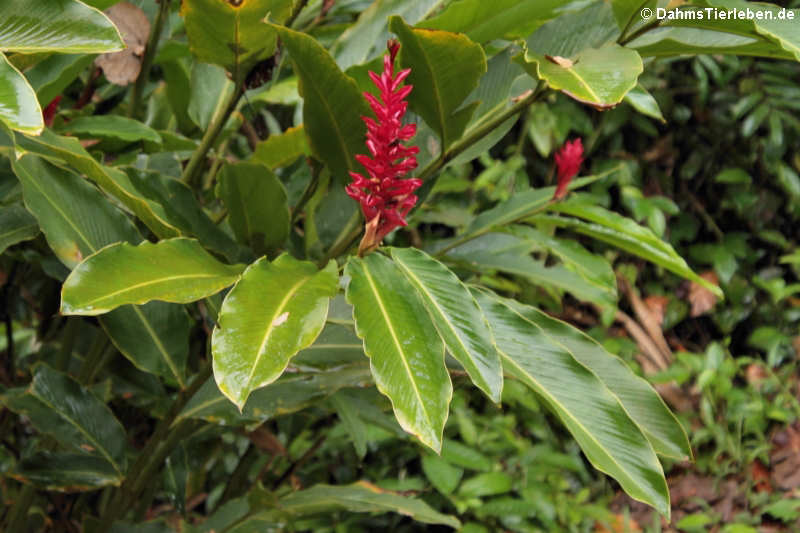 Alpinia purpurata