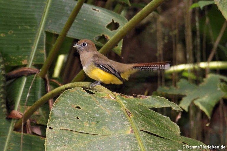 Trogon rufus tenellus