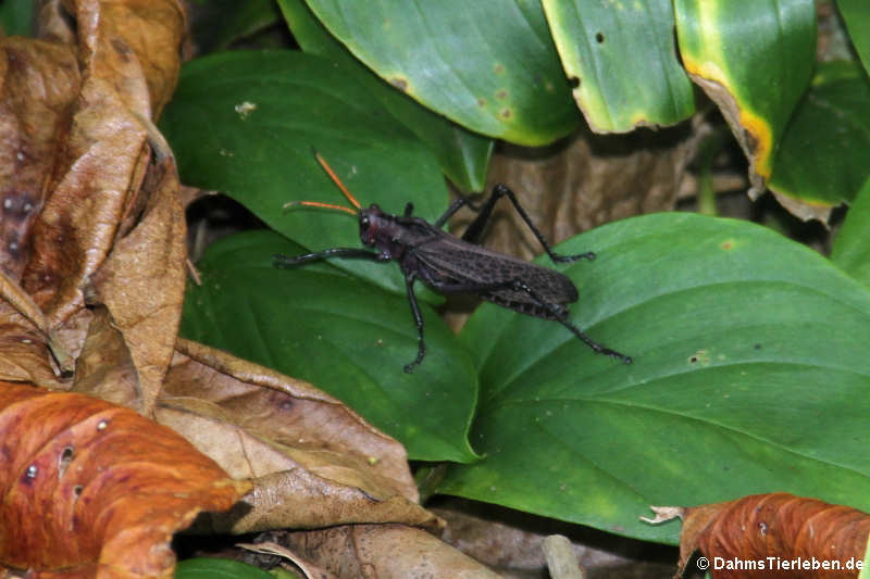 Heuschrecke (Taeniopoda reticulata)