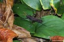 Romalea reticulata