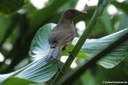 Turdus grayi casius