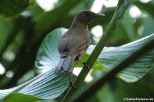 Gilbdrossel (Turdus grayi casius) im Nationalpark Tortuguero, Costa Rica