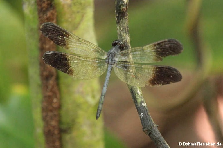 Uracis fastigiata