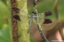 Libelle (Uracis fastigiata) im Nationalpark Tortuguero, Costa Rica