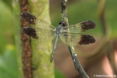 Libelle (Uracis fastigiata) 