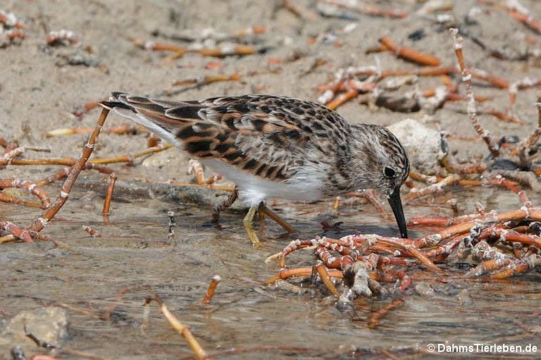 Arenaria interpres morinella