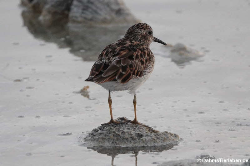 Arenaria interpres morinella-4