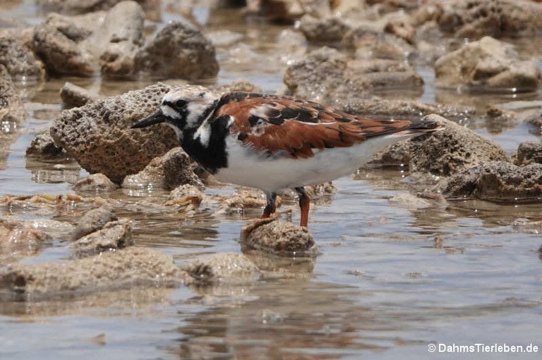 Arenaria interpres morinella