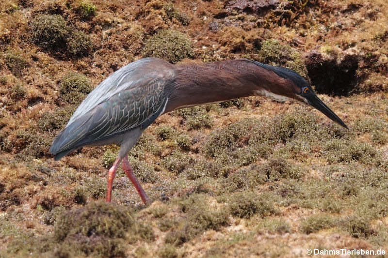 Butorides virescens virescens-3