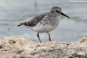 Calidris minutilla