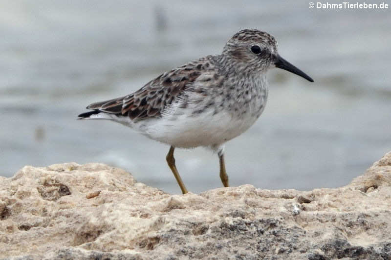 Calidris minutilla