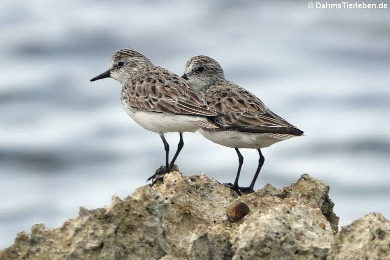 Calidris pusilla